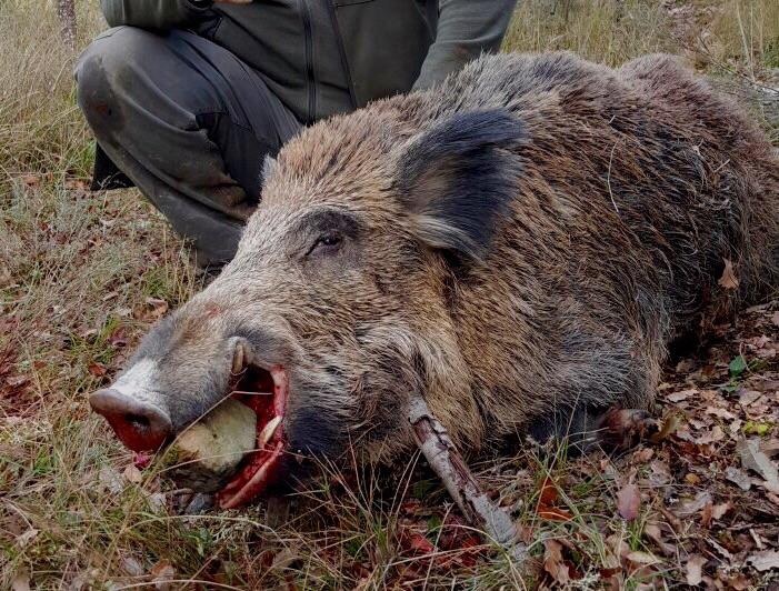 calibre 22 250 para jabalí